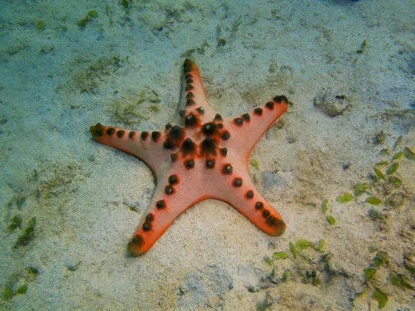 Amazing Mysterious Underwater World Philippines Luzon Island Anilo Starfish — Stock Photo, Image