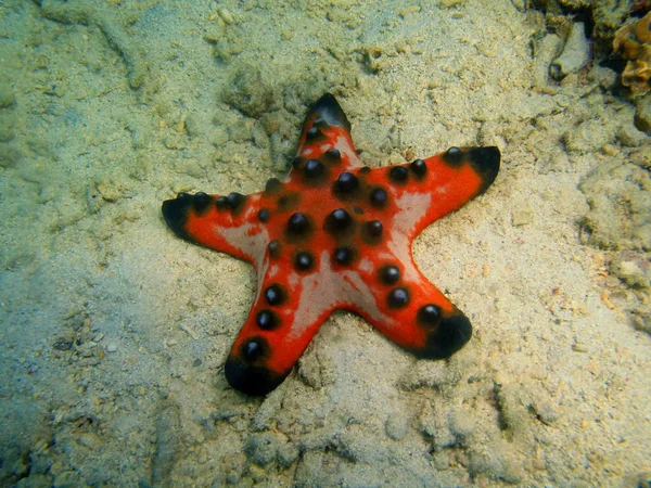 Amazing Mysterious Underwater World Philippines Luzon Island Anilo Starfish — Stock Photo, Image