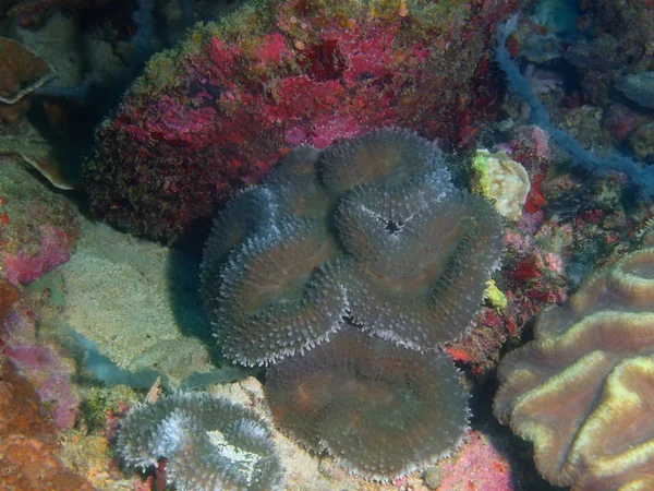 Incrível Misterioso Mundo Subaquático Das Filipinas Ilha Luzon Anilo Coral — Fotografia de Stock