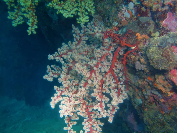 Incredibile Misterioso Mondo Sottomarino Delle Filippine Isola Luzon Anilo Corallo — Foto Stock