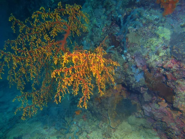 Fantastiska Och Mystiska Undervattensvärlden Den Filippinerna Luzon Island Anilo Gorgonian — Stockfoto