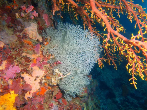 Amazing Mysterious Underwater World Philippines Luzon Island Anilo Gorgonian Coral — Stock Photo, Image