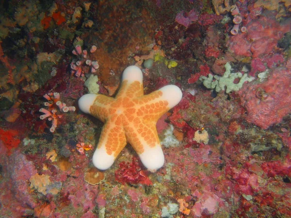 Amazing Mysterious Underwater World Philippines Luzon Island Anilo Starfish — Stock Photo, Image