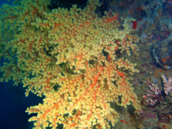 Incrível Misterioso Mundo Subaquático Das Filipinas Ilha Luzon Anilo Coral — Fotografia de Stock