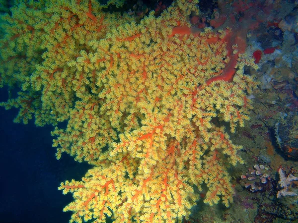 Asombroso Misterioso Mundo Submarino Filipinas Isla Luzón Anilo Coral Gorgoniano — Foto de Stock