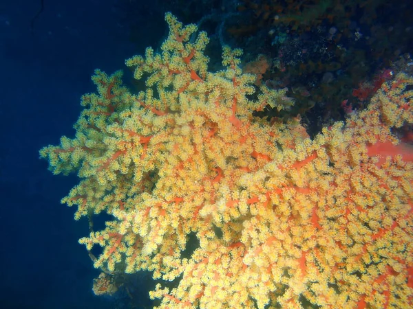 Amazing Mysterious Underwater World Philippines Luzon Island Anilo Gorgonian Coral — Stock Photo, Image