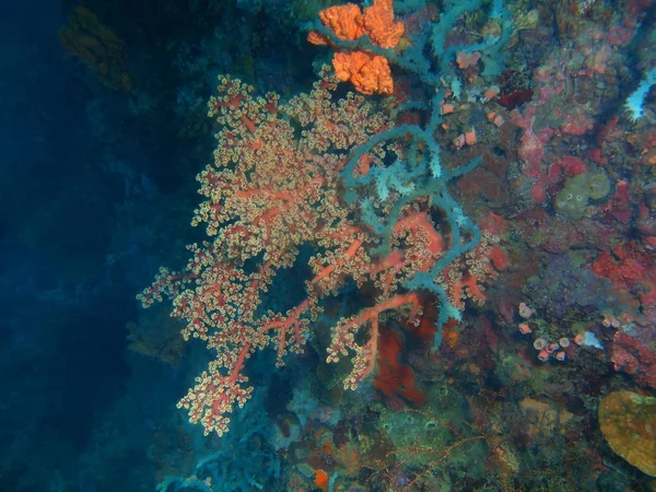 Fantastiska Och Mystiska Undervattensvärlden Den Filippinerna Luzon Island Anilo Gorgonian — Stockfoto