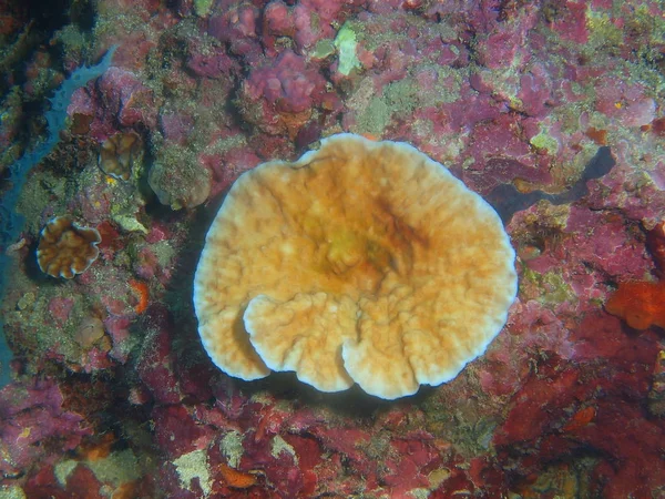 Incrível Misterioso Mundo Subaquático Das Filipinas Ilha Luzon Anilo Coral — Fotografia de Stock