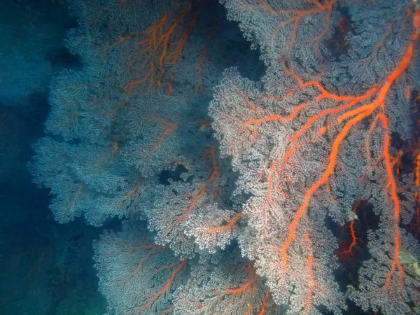 Amazing Mysterious Underwater World Philippines Luzon Island Anilo Gorgonian Coral — Stock Photo, Image