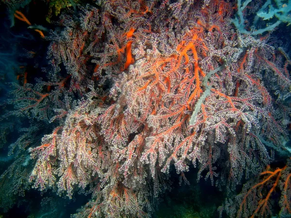 Amazing Mysterious Underwater World Philippines Luzon Island Anilo Gorgonian Coral — Stock Photo, Image