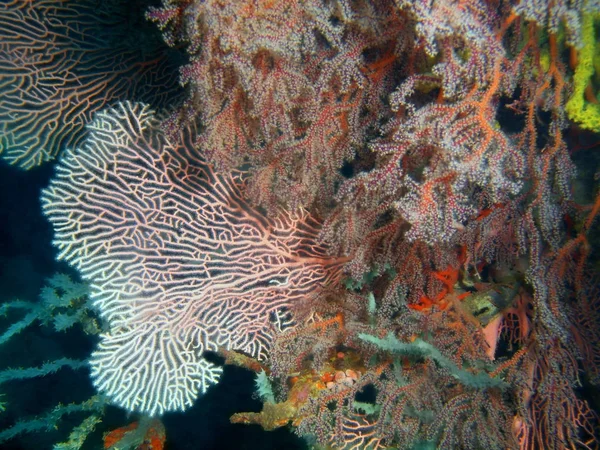 Удивительный Загадочный Подводный Мир Филиппин Острова Лусон Ангары Горгонских Кораллов — стоковое фото