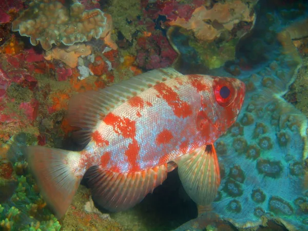 Filipinler, Luzon Adası, Anilo, Kocagözlü muhteşem ve gizemli sualtı dünyası