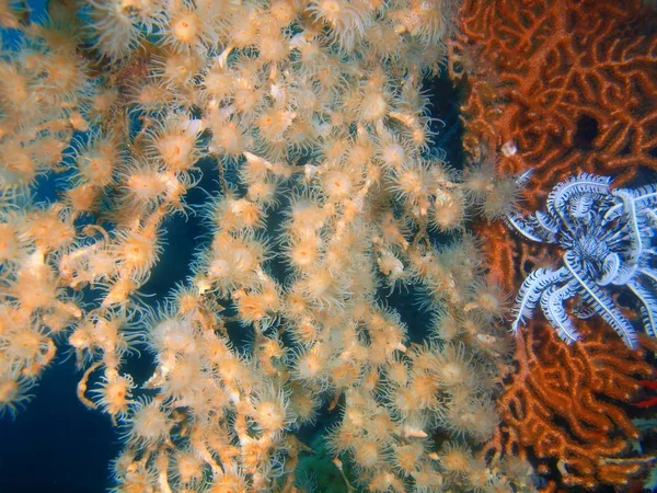 Tajemniczy Podwodny Świat Filipiny Wyspa Luzon Anilo Gorgonie Coral — Zdjęcie stockowe