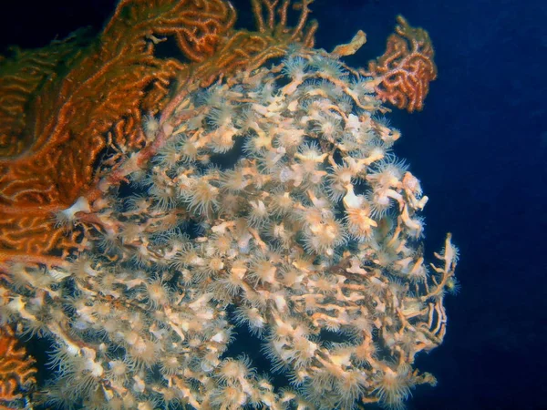 フィリピン ルソン島 Anilo 喜ばサンゴの驚くべき 神秘的な水中世界 — ストック写真