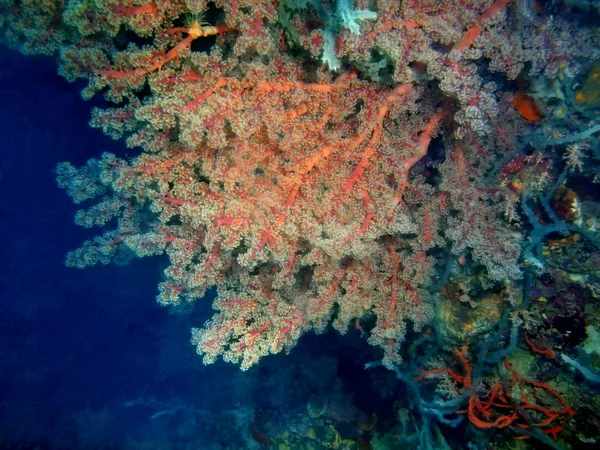 Дивовижний Загадковий Світ Підводних Філіппіни Острова Лусон Anilo Gorgonian Коралових — стокове фото