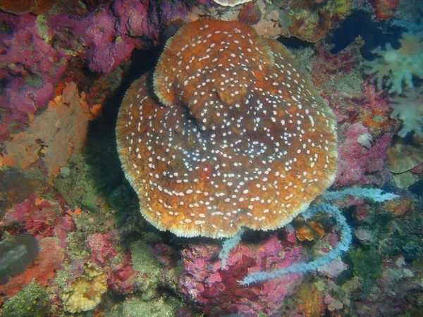 Filippinenes Utrolige Mystiske Undervannsverden Luzonasøya Anilo Steinkorall – stockfoto