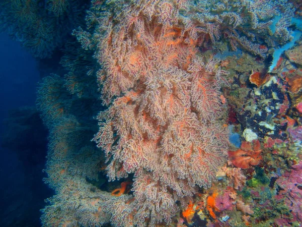 Asombroso Misterioso Mundo Submarino Filipinas Isla Luzón Anilo Coral Gorgoniano —  Fotos de Stock