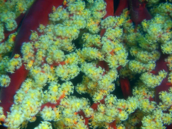 フィリピン ルソン島 Anilo 喜ばサンゴの驚くべき 神秘的な水中世界 — ストック写真