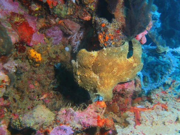 Amazing Mysterious Underwater World Philippines Luzon Island Anilo Anglerfish — Stock Photo, Image