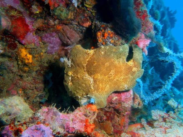 Incrível Misterioso Mundo Subaquático Das Filipinas Luzon Island Anilo Anglerfish — Fotografia de Stock