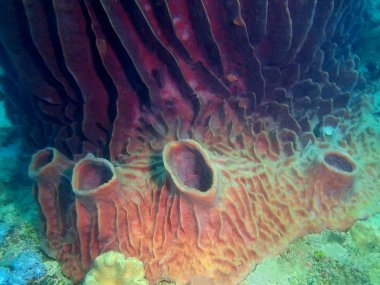 Filipinler, Luzon Adası, Anilo, demosponge muhteşem ve gizemli sualtı dünyası