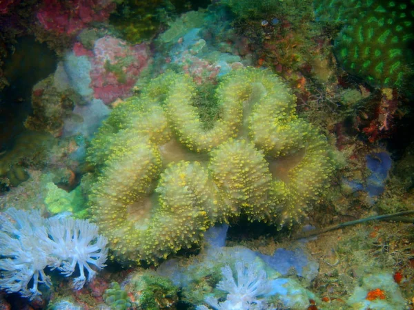 フィリピン ルソン島 Anilo 石サンゴの驚くべき 神秘的な水中世界 — ストック写真