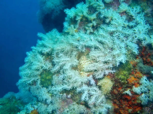 Tajemniczy Podwodny Świat Filipiny Wyspa Luzon Anilo Miękki Koral — Zdjęcie stockowe