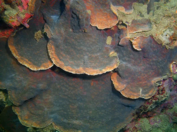 Increíble Misterioso Mundo Submarino Filipinas Isla Luzón Anilo Coral Piedra —  Fotos de Stock