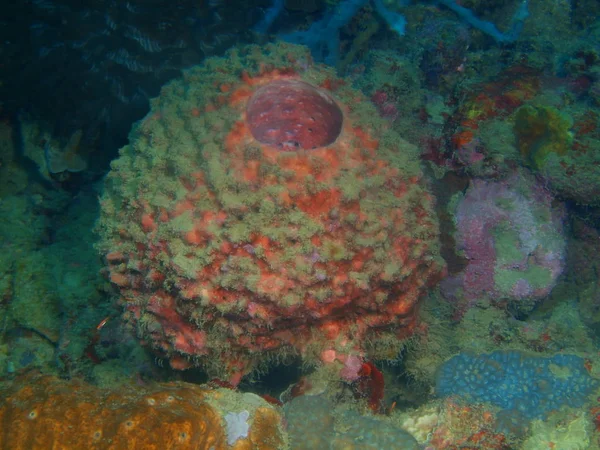 Amazing Mysterious Underwater World Philippines Luzon Island Anilo Demosponge — Stock Photo, Image