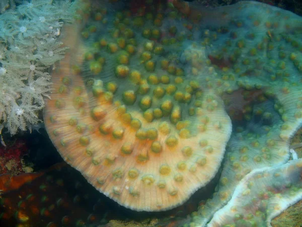 Incrível Misterioso Mundo Subaquático Das Filipinas Ilha Luzon Anilo Coral — Fotografia de Stock