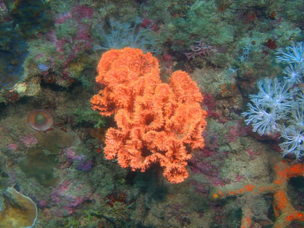 Incrível Misterioso Mundo Subaquático Das Filipinas Ilha Luzon Anilo Demosponge — Fotografia de Stock