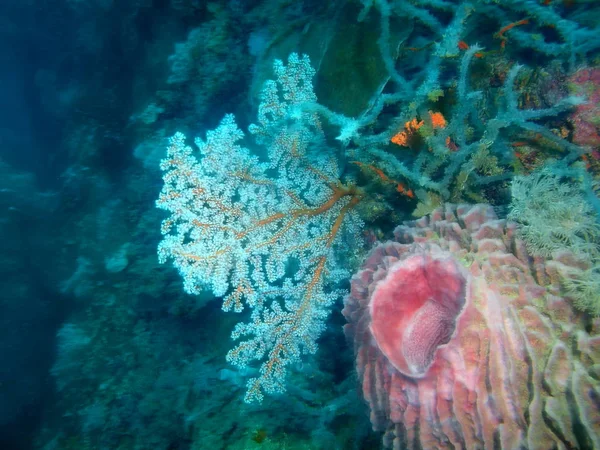 フィリピン ルソン島 Anilo 喜ばサンゴの驚くべき 神秘的な水中世界 — ストック写真