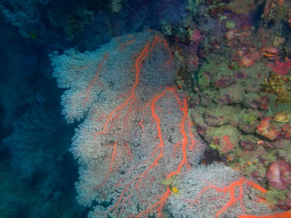 Fantastiska Och Mystiska Undervattensvärlden Den Filippinerna Luzon Island Anilo Gorgonian — Stockfoto