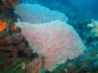Filipinler, Luzon Adası, Anilo, gorgonian mercan muhteşem ve gizemli sualtı dünyası