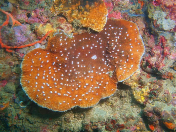 Amazing Mysterious Underwater World Philippines Luzon Island Anilo Stone Coral — Stock Photo, Image