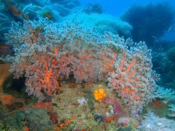 Asombroso Misterioso Mundo Submarino Filipinas Isla Luzón Anilo Coral Gorgoniano —  Fotos de Stock