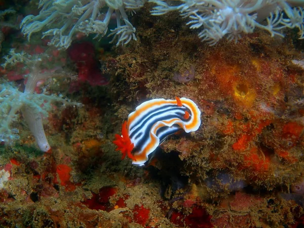 Incrível Misterioso Mundo Subaquático Das Filipinas Ilha Luzon Anilo Lesma — Fotografia de Stock