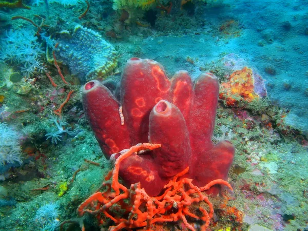 Incrível Misterioso Mundo Subaquático Das Filipinas Ilha Luzon Anilo Demosponge — Fotografia de Stock