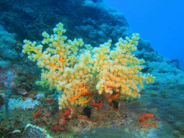 Filipinler Luzon Adası Anilo Gorgonian Mercan Muhteşem Gizemli Sualtı Dünyası — Stok fotoğraf