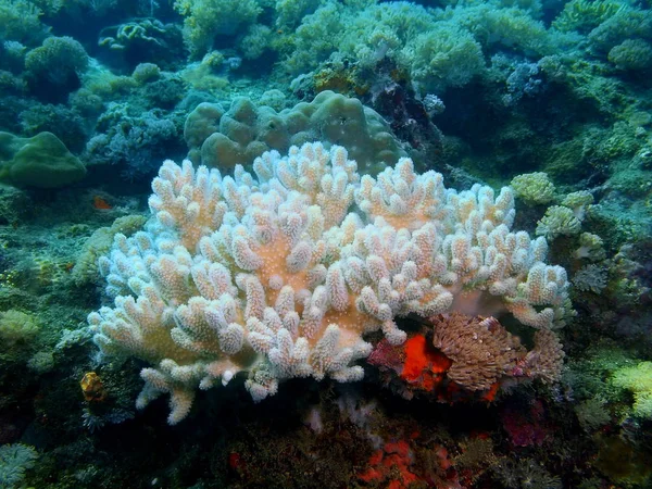 Increíble Misterioso Mundo Submarino Filipinas Isla Luzón Anilo Coral Suave —  Fotos de Stock