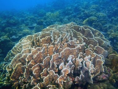 Filipinler, Luzon Adası, Anilo, taş mercan muhteşem ve gizemli sualtı dünyası