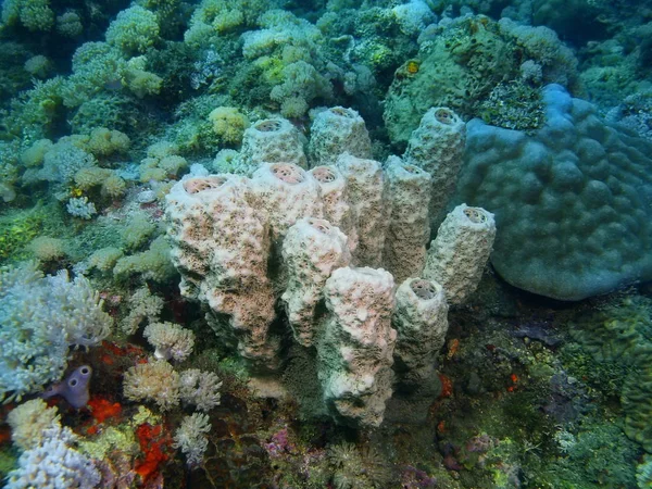 Incrível Misterioso Mundo Subaquático Das Filipinas Ilha Luzon Anilo Demosponge — Fotografia de Stock