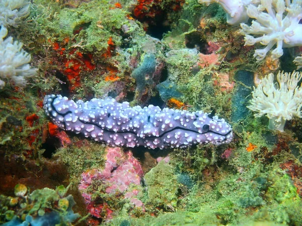 Amazing Mysterious Underwater World Philippines Luzon Island Anilo True Sea — Stock Photo, Image