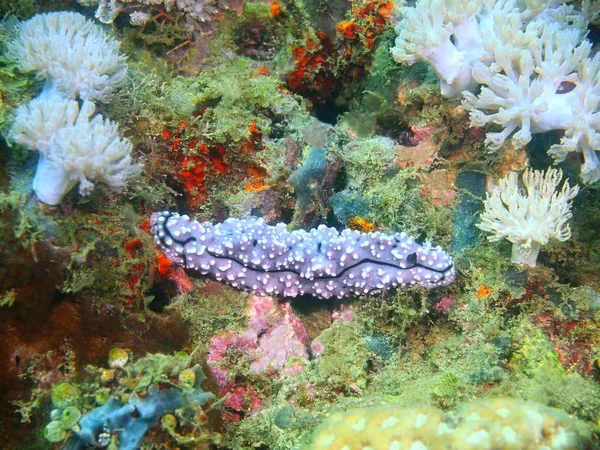 Increíble Misterioso Mundo Submarino Filipinas Isla Luzón Anilo Verdadera Babosa — Foto de Stock