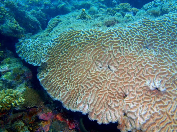 Incrível Misterioso Mundo Subaquático Das Filipinas Ilha Luzon Anilo Coral — Fotografia de Stock