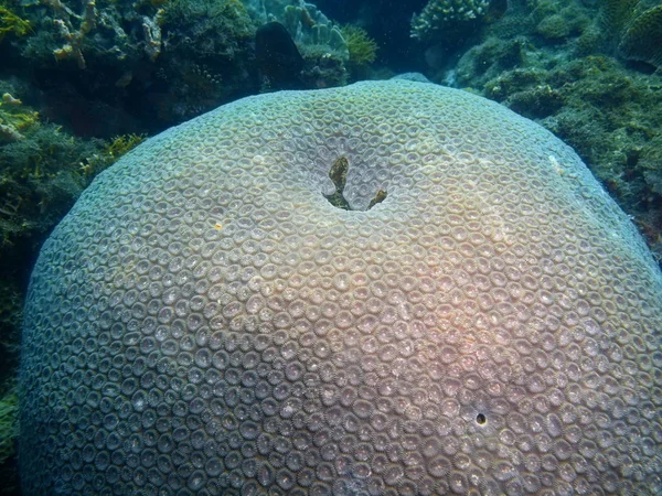 Дивовижний Загадковий Світ Підводних Філіппіни Острова Лусон Anilo Кам Яна — стокове фото