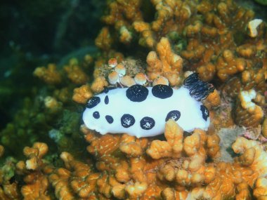 Filipinler, Luzon Adası, Anilo, gerçek deniz yaratığı muhteşem ve gizemli sualtı dünyası