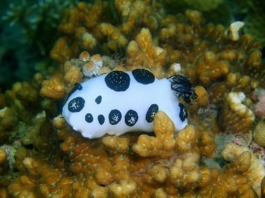 Filipinler, Luzon Adası, Anilo, gerçek deniz yaratığı muhteşem ve gizemli sualtı dünyası