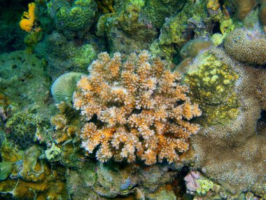 Filipinler, Luzon Adası, Anilo, taş mercan muhteşem ve gizemli sualtı dünyası