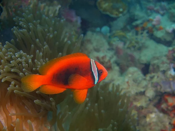 Amazing Mysterious Underwater World Philippines Luzon Island Anilo Fishclown — Stock Photo, Image